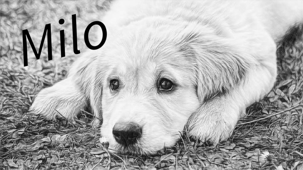 Dein Foto als Schlüsselanhänger Hochzeit Tiere Autos